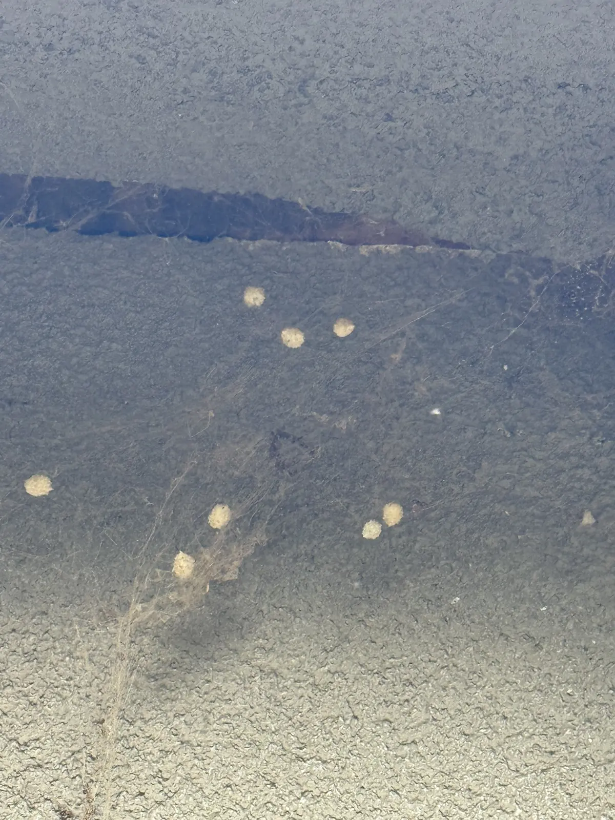 Cluster of pale spider egg sacs on a dark textured surface