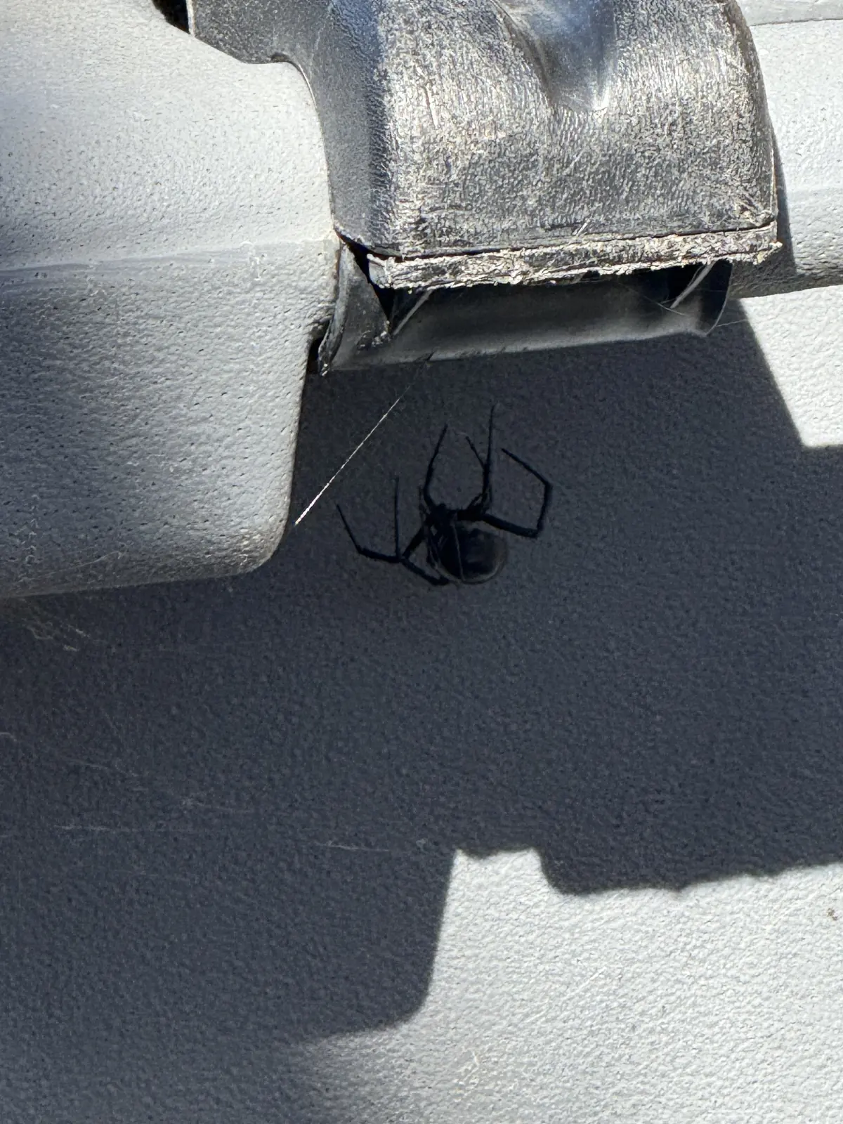 Glossy black spider hanging from silk under a plastic lid