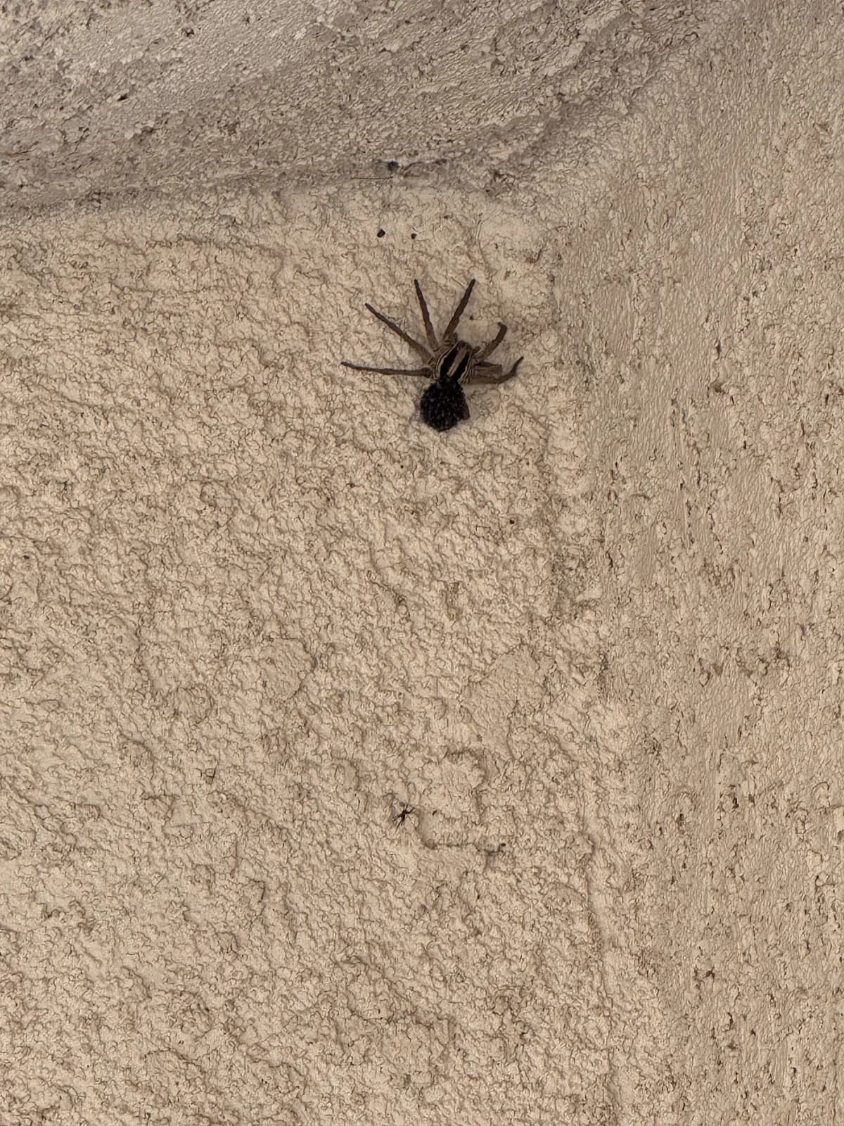 Brown striped spider on a textured stucco wall